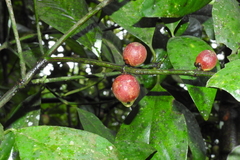 Garcinia morella