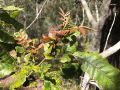 Alectryon tomentosus