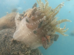 Anthopleura