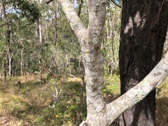 Alectryon tomentosus