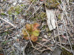 Drosera aberrans