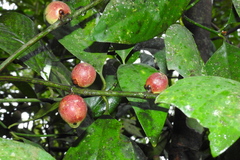 Garcinia morella