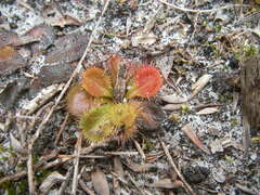 Drosera aberrans