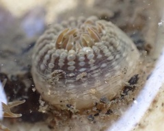 Anthopleura