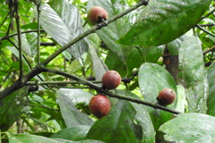Garcinia morella