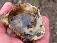 Anthopleura