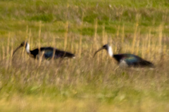 Threskiornis spinicollis