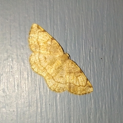 Stegania trimaculata