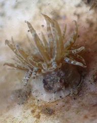 Anthopleura
