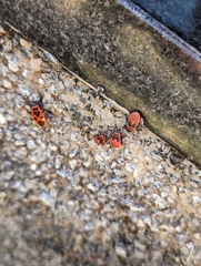Pyrrhocoris apterus