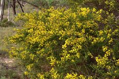 Acacia paradoxa