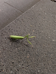 Mantis religiosa