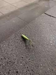 Mantis religiosa