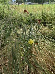 Oenothera elata hirsutissima