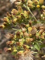 Pentanema squarrosum