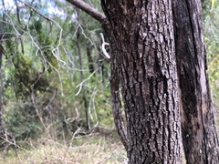 Corymbia tessellaris