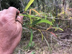 Corymbia tessellaris