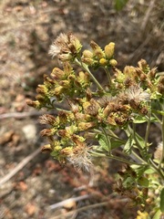 Pentanema squarrosum