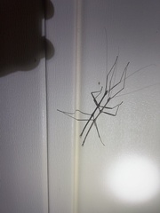 Diapheromera femorata