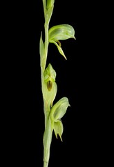 Pterostylis parca