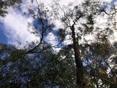 Corymbia tessellaris