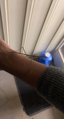 Diapheromera femorata