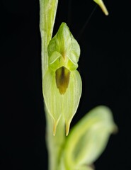 Pterostylis parca