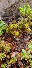 Didymodon