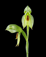 Pterostylis tenuis