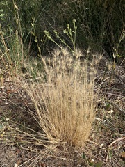 Hordeum
