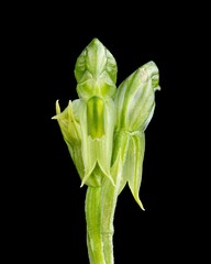 Pterostylis stenosepala