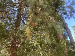 Pseudotsuga macrocarpa