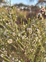 Thryptomene