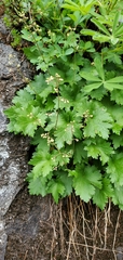 Heuchera glabra