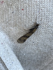 Mystacides longicornis