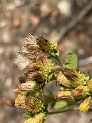 Pentanema squarrosum