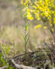 Pterostylis tenuis