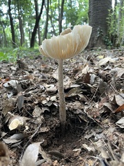 Fungi