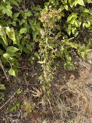 Pentanema squarrosum