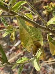 Pentanema squarrosum