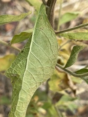 Pentanema squarrosum