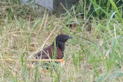 Centropus sinensis