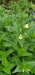 Epilobium luteum