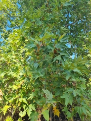 Platanus orientalis