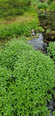 Epilobium luteum