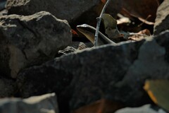 Trachylepis wahlbergii
