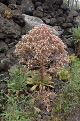 Aeonium hierrense