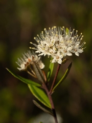 Phebalium squamulosum