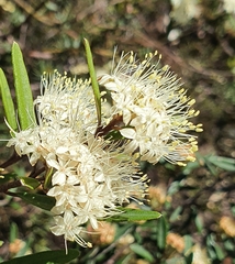 Phebalium squamulosum