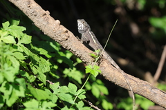 Diploderma swinhonis